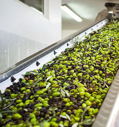 Making of Olive Oil